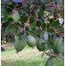 SPRAY FREE FEIJOAS 1KG Bag KATIKATI GROWN